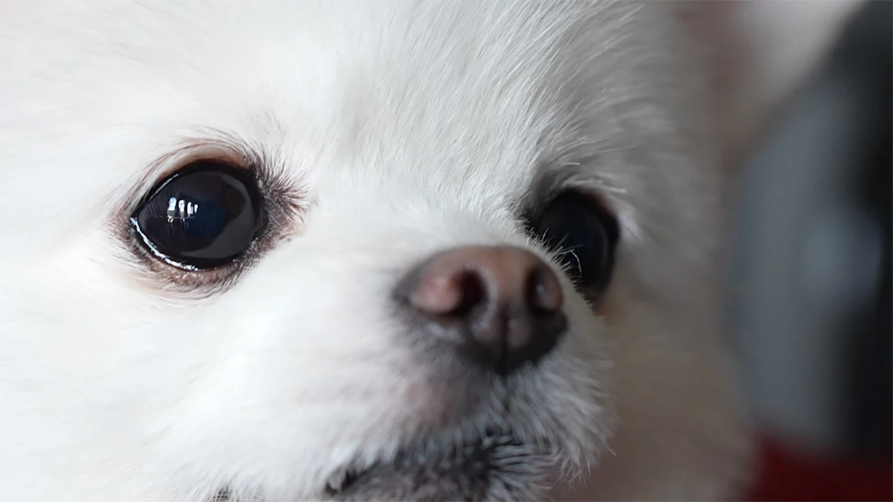 ریلز اینستاگرامی هاپو کوچولو